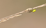 Cucumber Spider (Araniella cucurbitina or Araniella opisthographa)